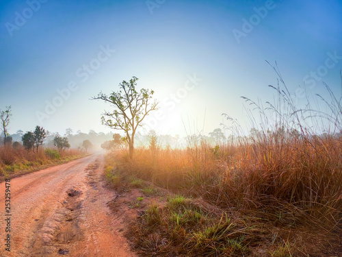 The natural landscape of the road in the forest