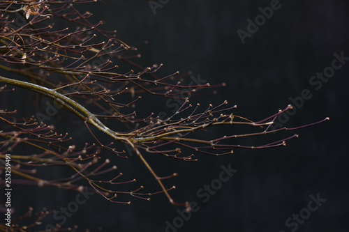 branch