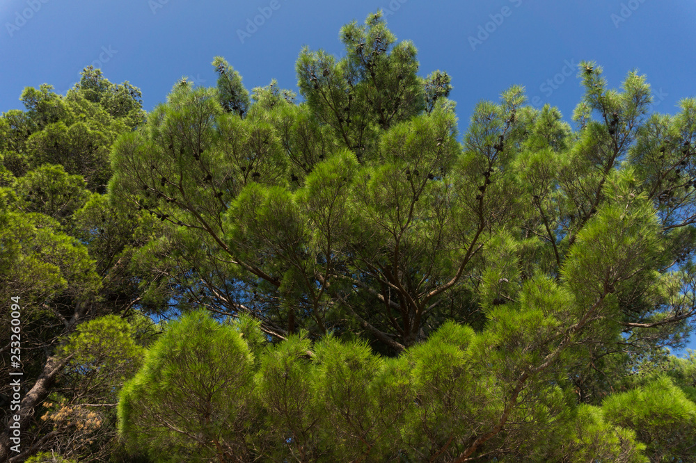 Thick branches of green pine Thick branches of green pine