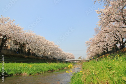 野川の桜（東京都調布市）