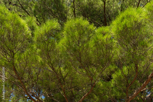 Thick branches of green pine