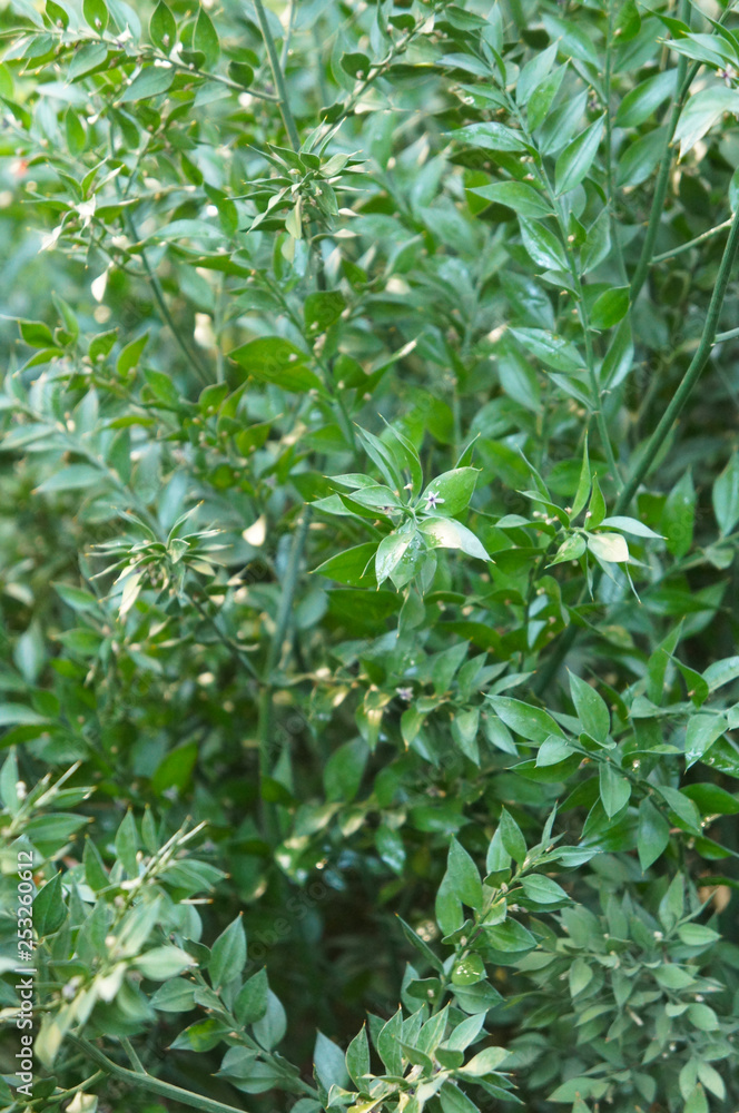 Ruscus aculeatus or butcher's-broom green plant background vertical