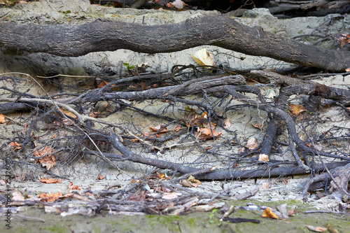 Bare (exposed) roots of a tree near the bank of the Danube river
