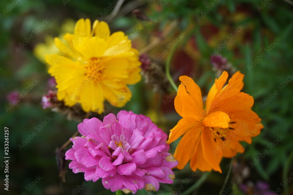 purple flower, orange flower and yellow flower in the green bush purple flower, orange flower and yellow flower in the green bush