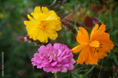 purple flower, orange flower and yellow flower in the green bush