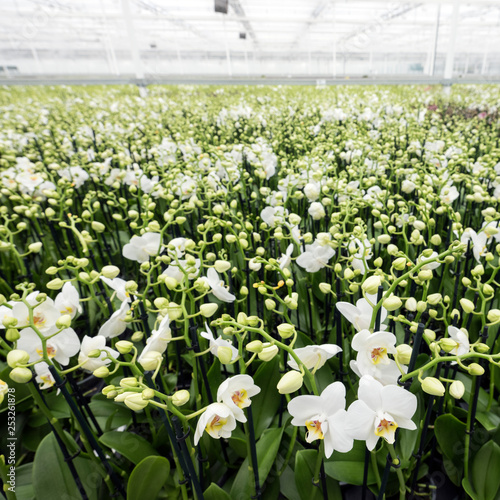 dutch greenhouse full of white orchids in the netherlands near zaltbommel in brabant