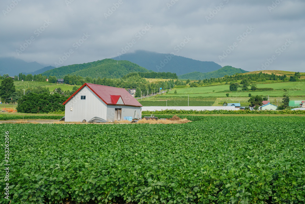 Morning rural landscape with vegetable farm