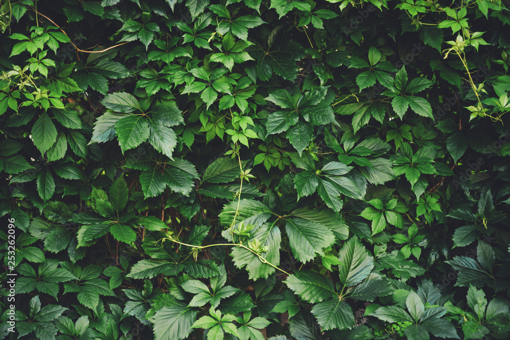 Hedge of big green leaves in spring. Green fence of parthenocissus henryana. Natural background of girlish grapes. Floral texture of parthenocissus inserta. Rich greenery. Plants in botanical garden. Hedge of big green leaves in spring. Green fence of parthenocissus henryana. Natural background of girlish grapes. Floral texture of parthenocissus inserta. Rich greenery. Plants in botanical garden.