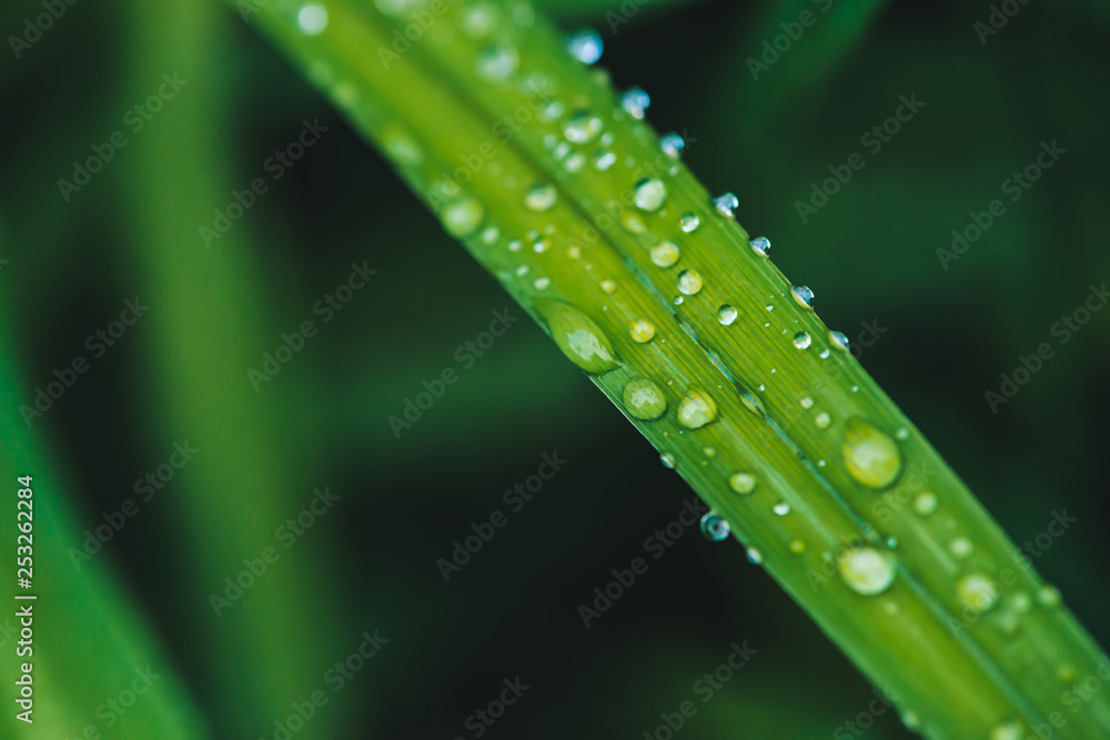 Beautiful vivid shiny green grass with dew drops close-up with copy space. Pure, pleasant, nice greenery with rain drops in sunlight in macro. Background from green textured plants in rain weather. Beautiful vivid shiny green grass with dew drops close-up with copy space. Pure, pleasant, nice greenery with rain drops in sunlight in macro. Background from green textured plants in rain weather.