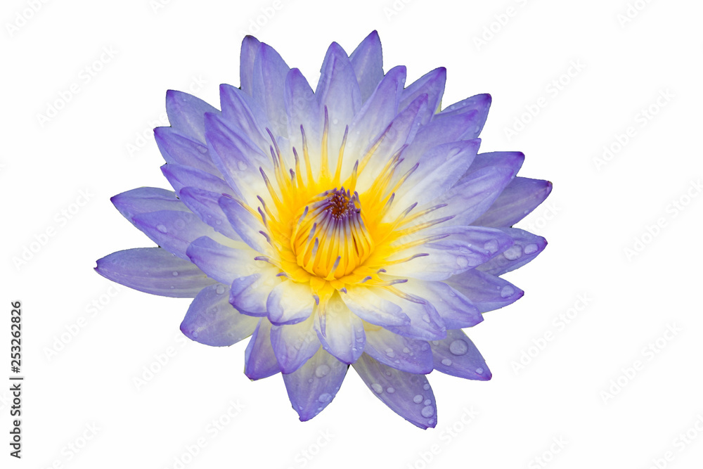Booming Lotus Flower or water lily isolated on white background Booming Lotus Flower or water lily isolated on white background