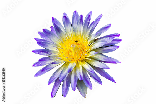 Booming Lotus Flower or  water lily isolated on white background