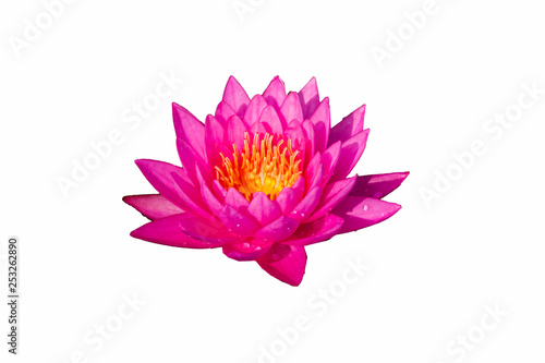 Booming Lotus Flower or  water lily isolated on white background