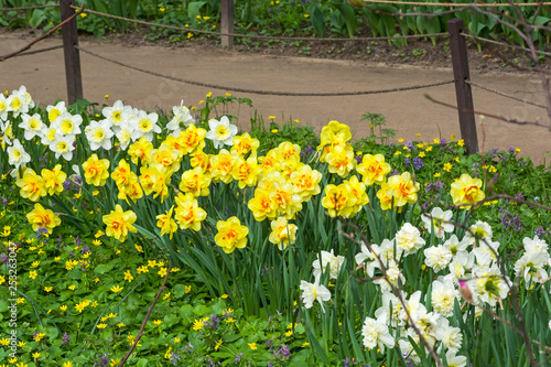Narcissus of the Innovator species