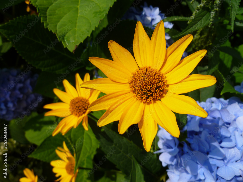 Obraz premium Flowering yellow jerusalem artichoke (helianthus tuberosus, girasol, earth apple) and blue hortensia (hydrangea, hydrangea macrophylla) flowers. Blossoming flowers of topinambur and blue hydrangea.