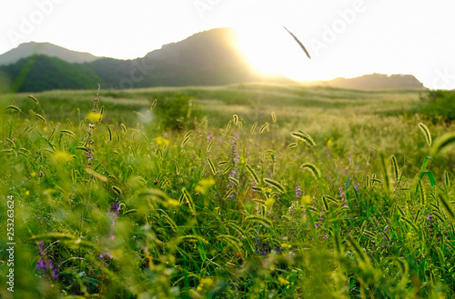 Morning landscape sunrise in meadow