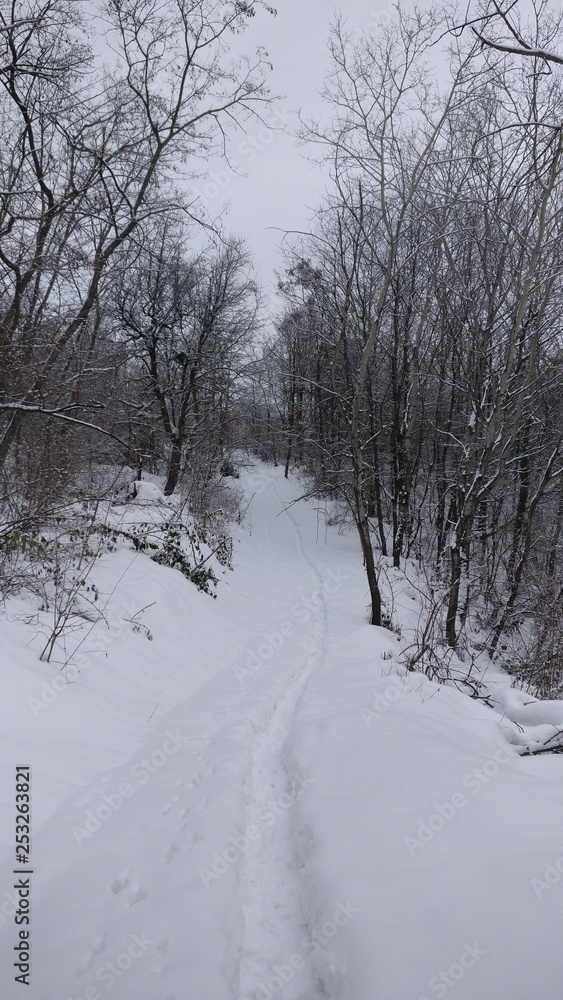 Зима,лес.