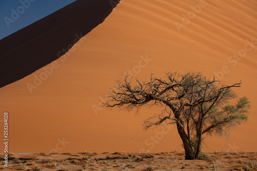 Dune 40 Sossusvlei photo