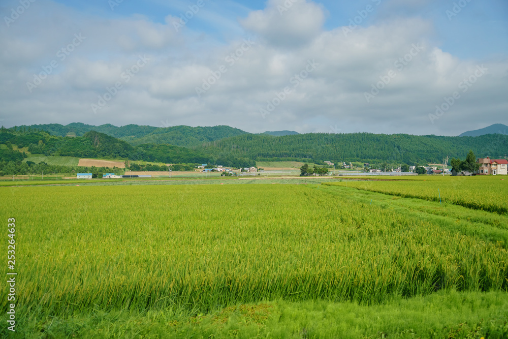 Morning rural landscape with corn farm