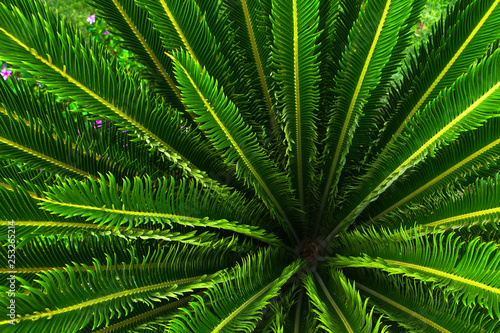 Jungle palm tree plant with green leaves and spikes with nice pattern from top view