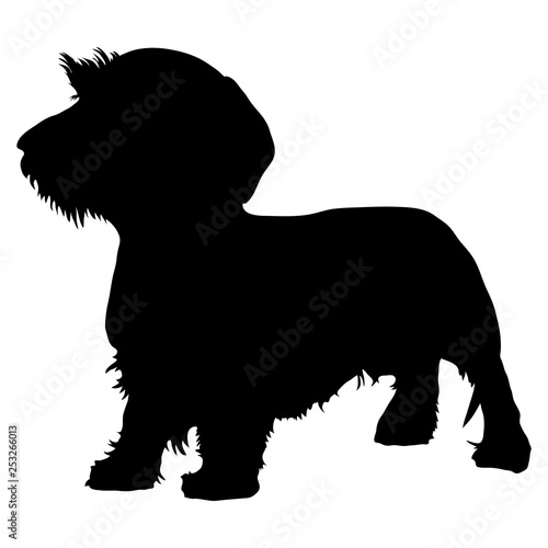 Wirehaired Dachshund purebred dog