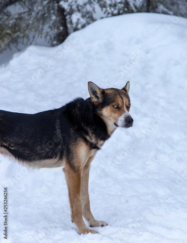 dog in snow © Dan Smith Images 