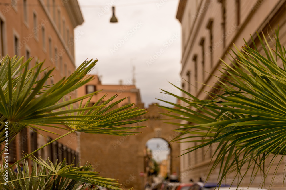Italy, Rome, Castel Sant Angelo, Mausoleum of Hadrian, a palm tree