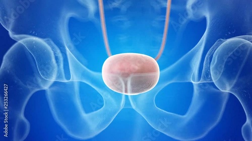 Human ureters and bladder photo