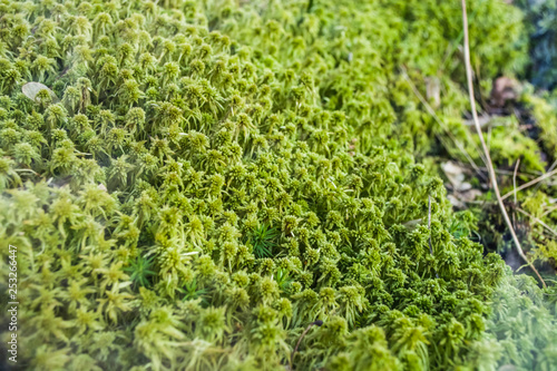 Decorative and small moss in a terrarium for mammals. Brightly green color. Spring. Plants and botany. Nature.