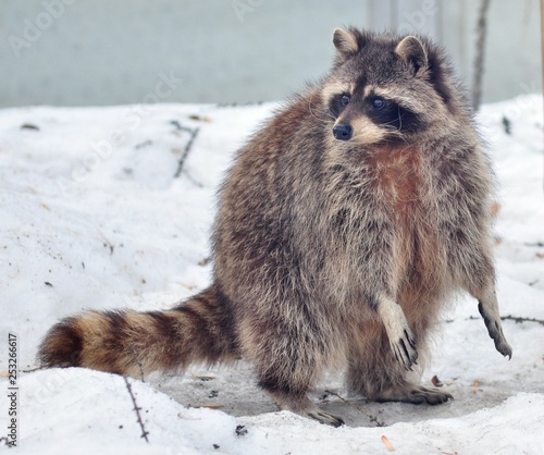 Raccoon in winter © Дина Попова