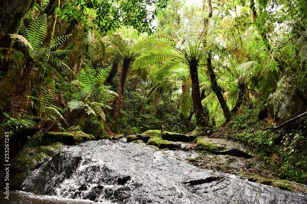 Waterfall in Brasilian rainforest Waterfall in Brasilian rainforest