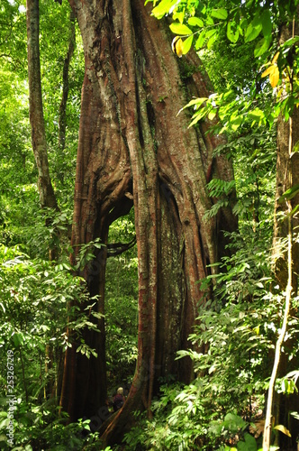 huge tree in the forest of Sumatra, Indonesia