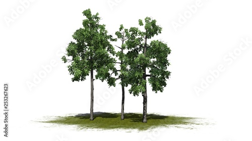 several different Black Gum trees on a green area - isolated on white background