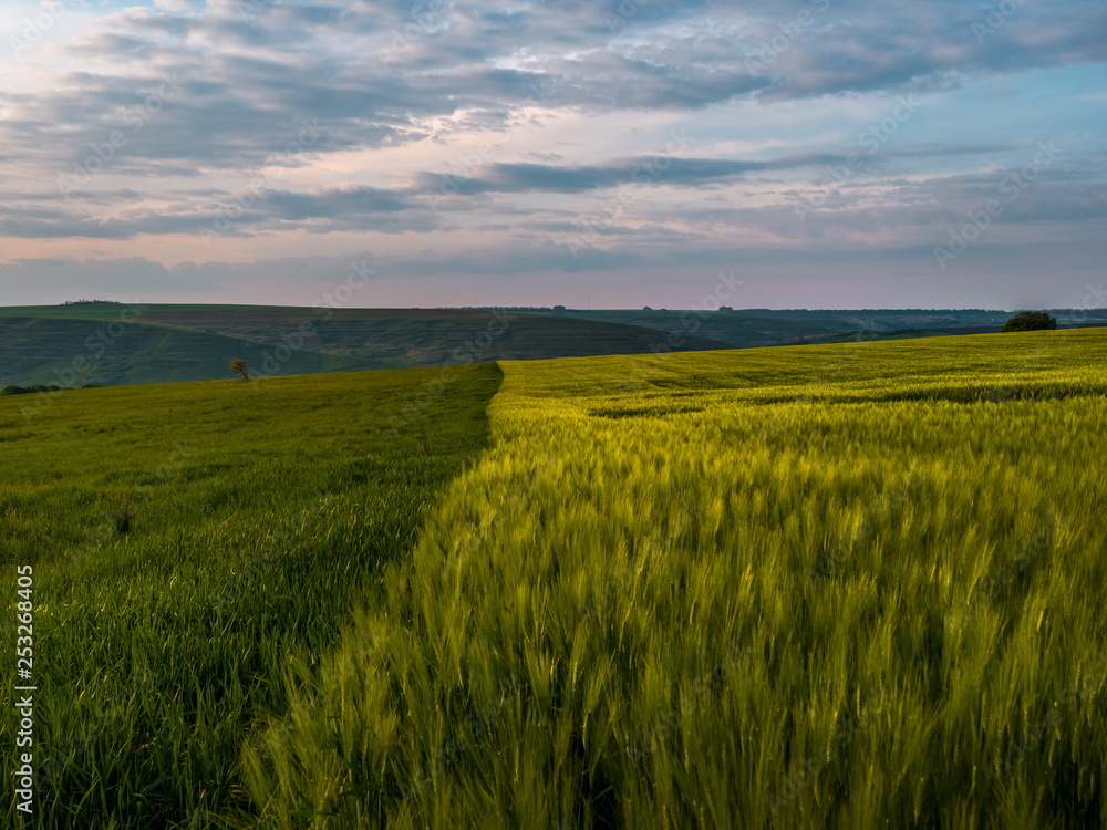 Spring fields of green oats, wheat. Crops. Spring field of green ears of oats at sunset. Agricultural grounds.