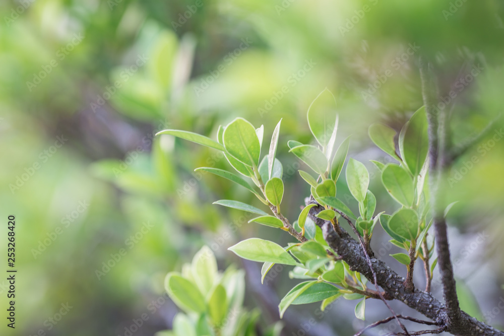 Obraz premium Close-up view of green leaves, natural background of flowers in a park with blurred direction of sunlight or wind blowing through, is a beautiful species.