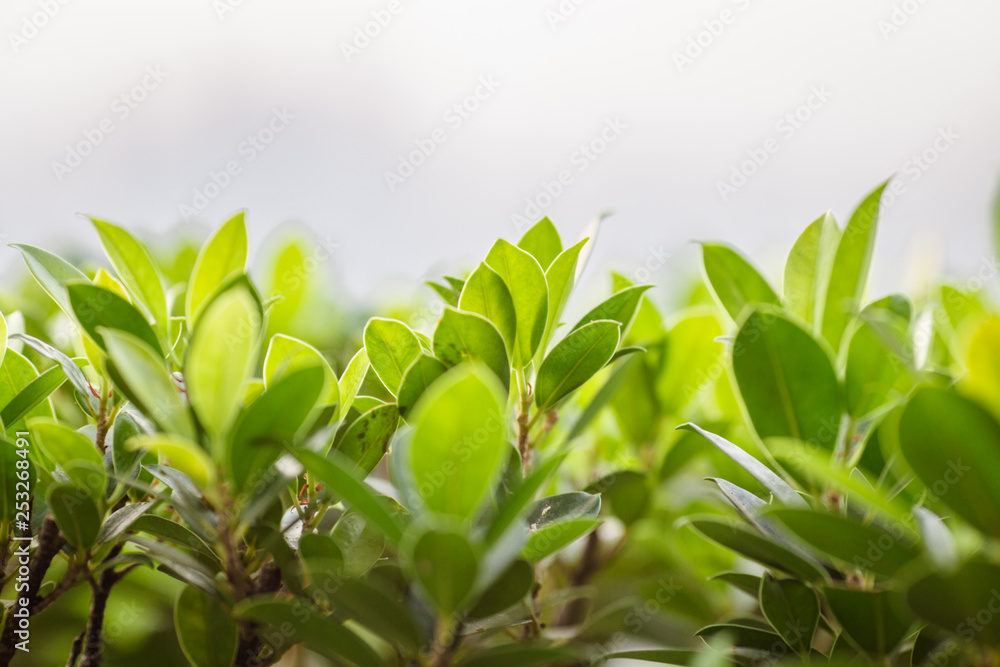 Close-up view of green leaves, natural background of flowers in a park with blurred direction of sunlight or wind blowing through, is a beautiful species. Close-up view of green leaves, natural background of flowers in a park with blurred direction of sunlight or wind blowing through, is a beautiful species.