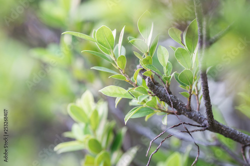 Close-up view of green leaves, natural background of flowers in a park with blurred direction of sunlight or wind blowing through, is a beautiful species.