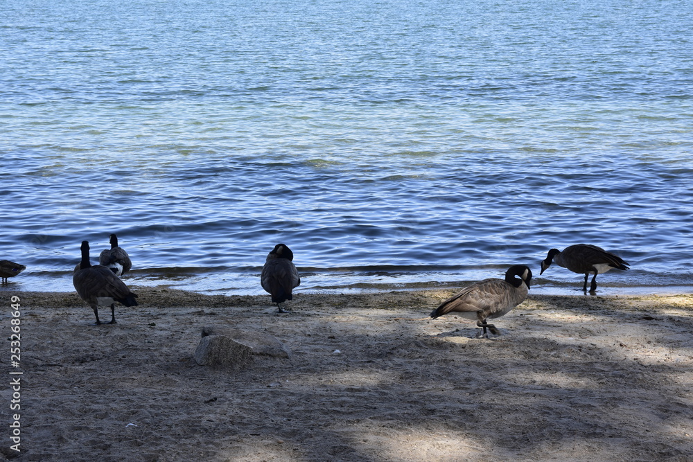 Obraz premium ducks on the lake shore