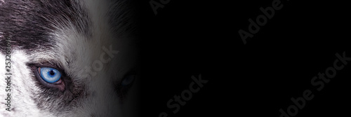 husky dog face and blue eye isolated on black background close up half face panorama landscape view with copy space wide banner animal pet closeup design template