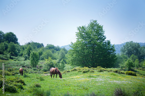 Several young beautiful horses graze on a beautiful landscape and eat green grass.