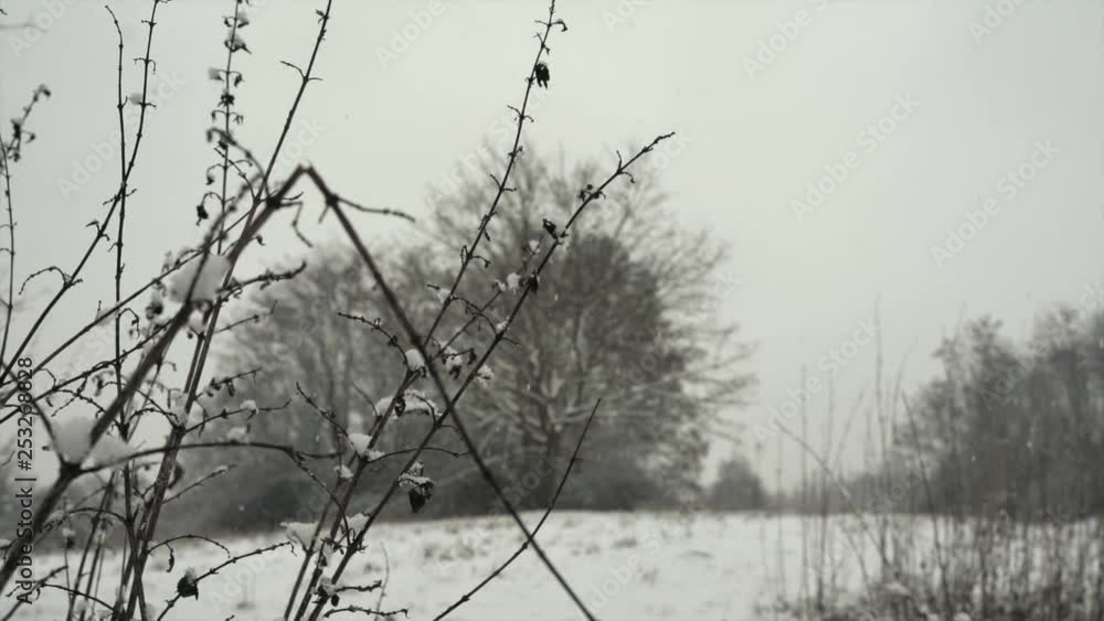 Winter landscape, snow falling in slow motion. Winter landscape, snow falling in slow motion.