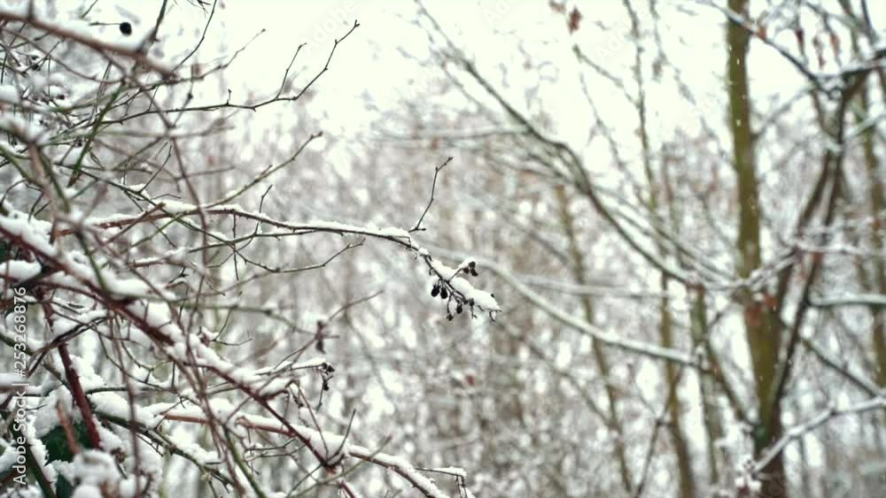Winter landscape, snow falling in slow motion. Winter landscape, snow falling in slow motion.