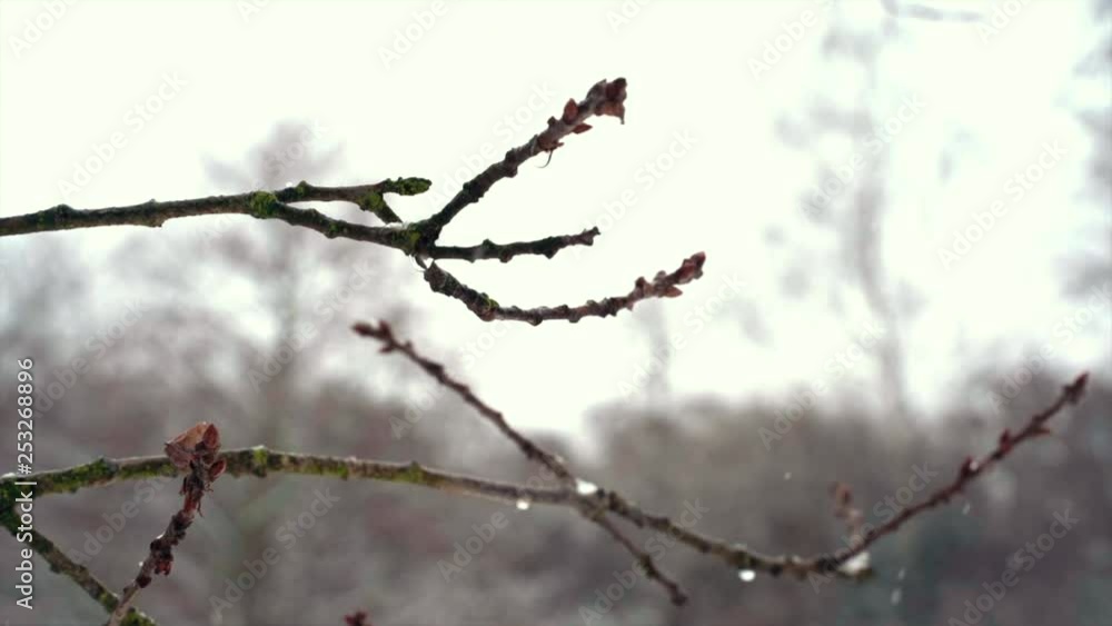 Winter landscape, snow falling in slow motion. Winter landscape, snow falling in slow motion.