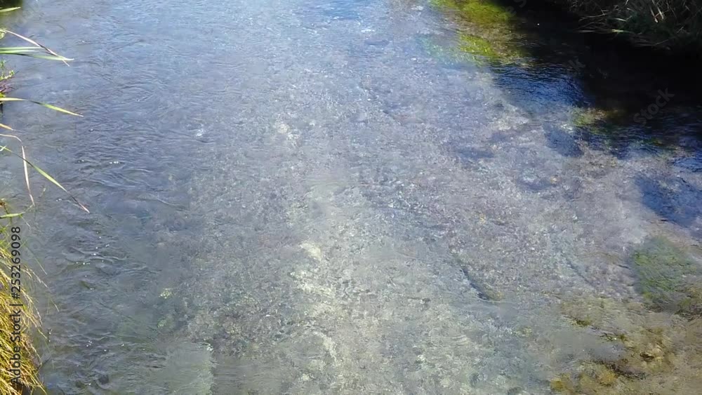 Slow motion, Trout Swimming in Tranquil New Zealand river, Taupo Slow motion, Trout Swimming in Tranquil New Zealand river, Taupo