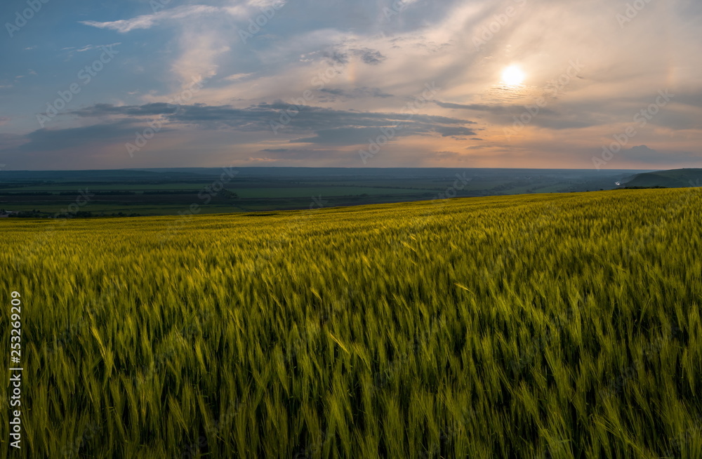 Spring fields of green oats, wheat. Crops. Spring field of green ears of oats at sunset. Agricultural grounds.