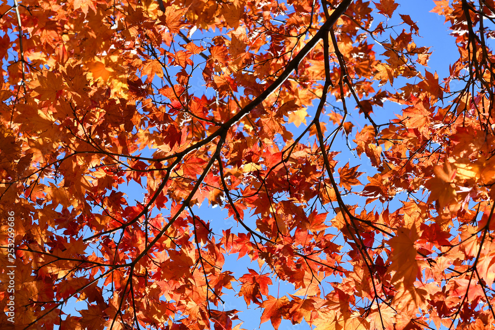 red maple in autumn , tree branches background
