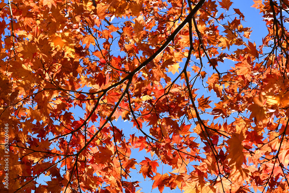 red maple in autumn , tree branches background red maple in autumn , tree branches background