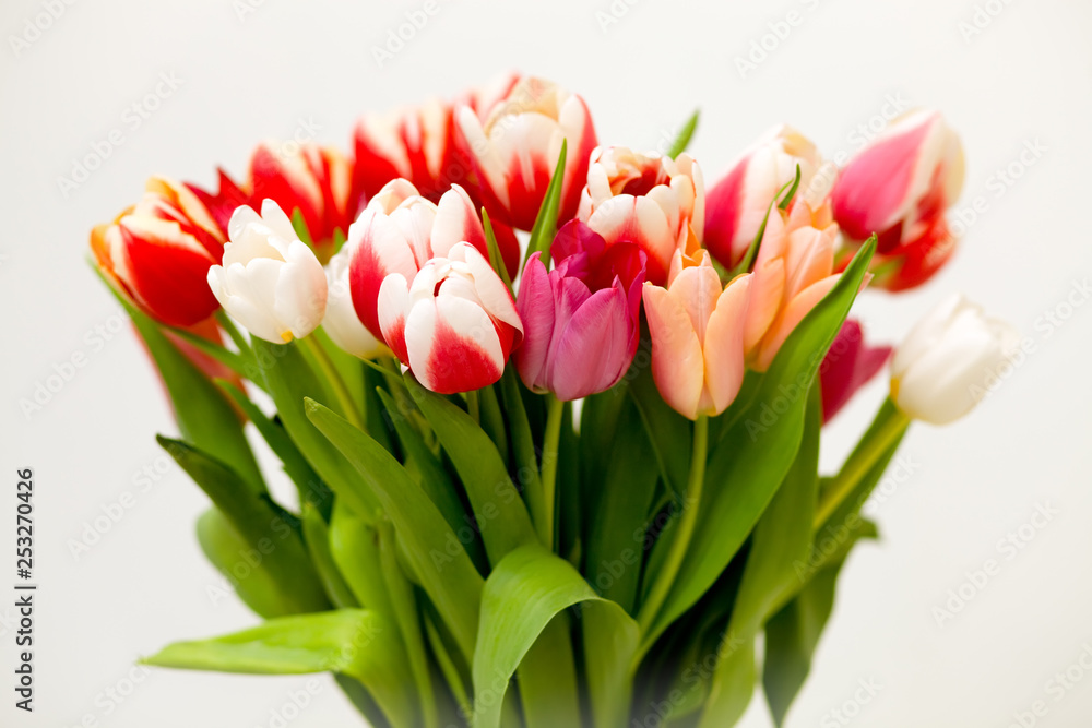 bouquet of tulips isolated on white bouquet of tulips isolated on white