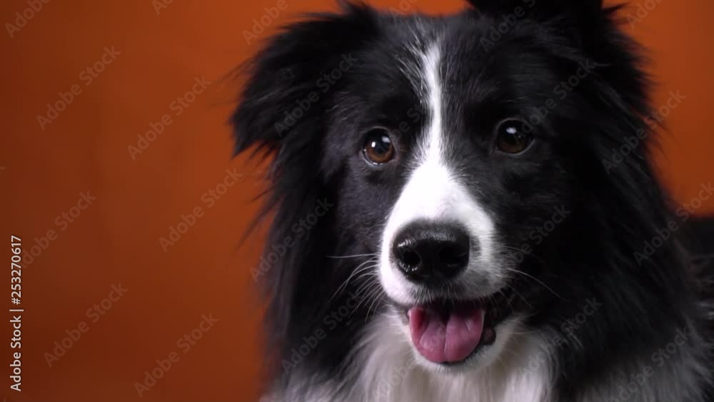 Close up of a border collie dog with beautiful eyes, orange background Close up of a border collie dog with beautiful eyes, orange background
