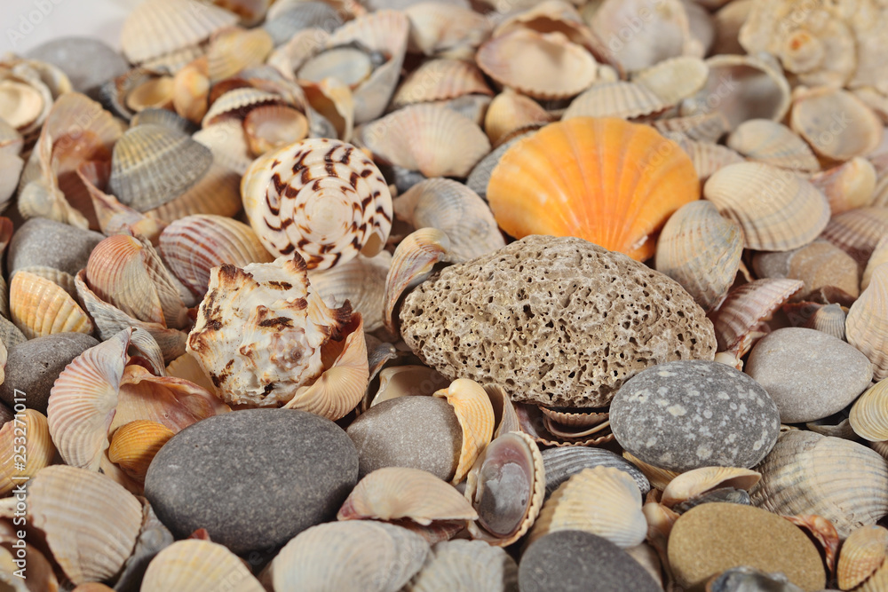 Seashells and pebbles close-up