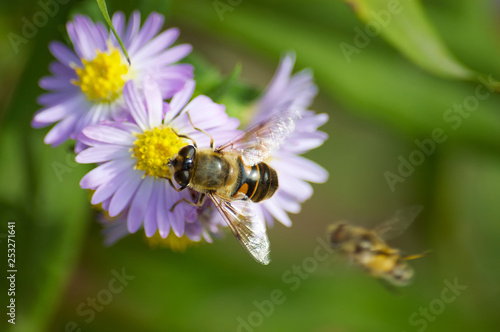 A striped bee sits on a beautiful lilac flower and collects nectar. © Fotoproff